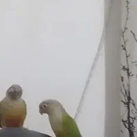 به علت جابه جایی میفروشم