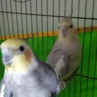 عروس