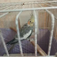 عروس هلندی نر