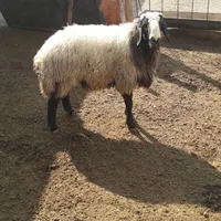 گوسفند.گاو.زنده.باهر قیمتی.گشتار رایگان|حیوانات مزرعه|مشهد, نوید (بلوار کشاورز)|دیوار