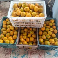 میوه دارابی ، گریب فروت ، پرتابی .