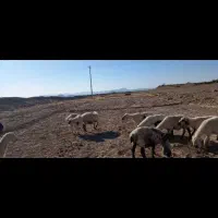 خونیک|حیوانات مزرعه|سربیشه, |دیوار