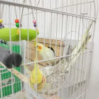 جوجه عروس هلندی