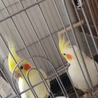 یک جفت عروس هلندی