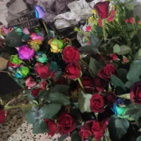 گل رز|گل و گیاه طبیعی|زرقان, |دیوار