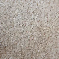 سرلاشه برنج طارم هاشمی دوباره کشت