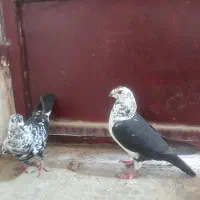 کبوتر|پرنده|بهبهان, |دیوار