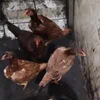 مرغ وخروس لاری