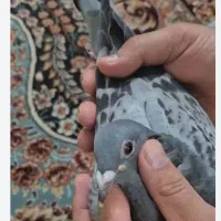 جوجه آلمانی  آبله   کبوتر رنگی