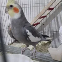 یک جفت عروس هلندی