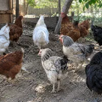 ۱۰عدد مرغ تخمگذار گلپایگانی