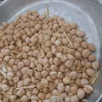 گندم چرداول