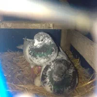 کبوترا همه با هم به فروش میرود10تا باتضمین