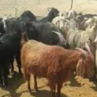 4عدد بز کهره دار برای فروش