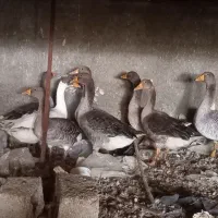 اهواز‌ کوت‌ عبدالله‌‌ نصرباد