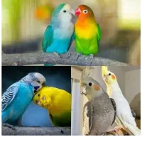 عروس هلندی ، طوطی برزیلی ، مرغ عشق ، قفس ، دان