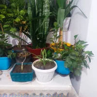 گلهای اپارتمانی