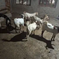 کهره چاق وچله مخصوص کبابی ودورهمی