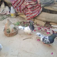 جفت کله سیاه