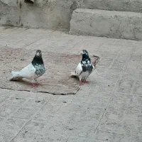 یه جفت کفتر پرشی