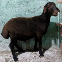 قوچ  هترو زیگوت