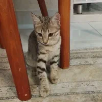 سه گربه بازی گوش
