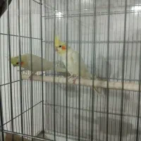 عروس هلندی