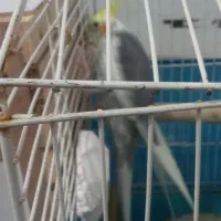 عروس هلندی نر سخن گو دستی