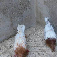 کله زردوسرخ