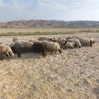 ۲۰راس میش و بره