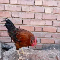 خروس|حیوانات مزرعه|رفسنجان, |دیوار