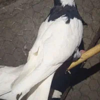 کبوتر مهران