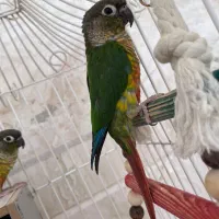 طوطی گرین چیک