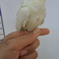 عروس هلندی