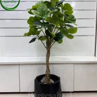 درخت لیراتا کد۲۳۷