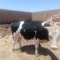 جوانه 450کیلو.تلیسه سیمنتال قرمز تازه زاییده
