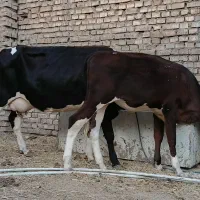 گاو خارجی باگوساله ماده