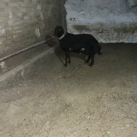 گوسفند