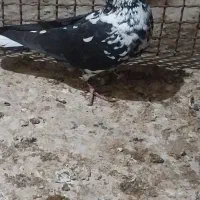 کبورتر گره و پرشی