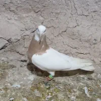 طوقی|پرنده|شیروان (خراسان), |دیوار