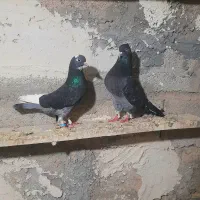 کبوتر تهرانی