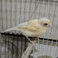 قناری معاوضه باپرنده
