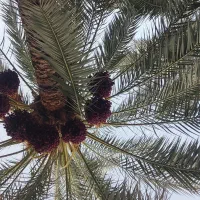 فروش خرما بصورت خوشه ای