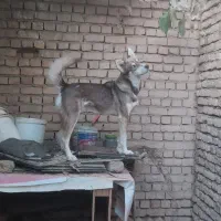 سگ گرگی|سگ|مشهد, محمدآباد|دیوار