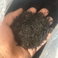 چای نوبرانه