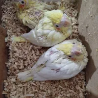 عروس هلندی مولد به همراه جوجه