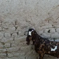 بز نر پنجاب گل گلی