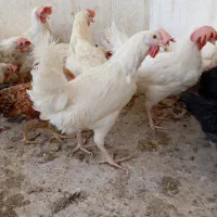 نیمچه خروس