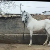 فروشی|اسب و تجهیزات اسبسواری|اردل, |دیوار