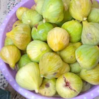 انجیر|خوردنی و آشامیدنی|پارسآباد, |دیوار